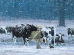 COW159 - One Snowy Night on Sale