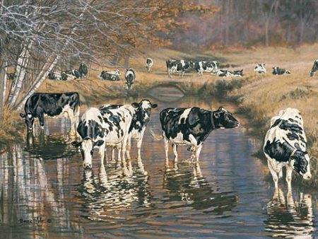 COW145 - Fall Reflections Online now